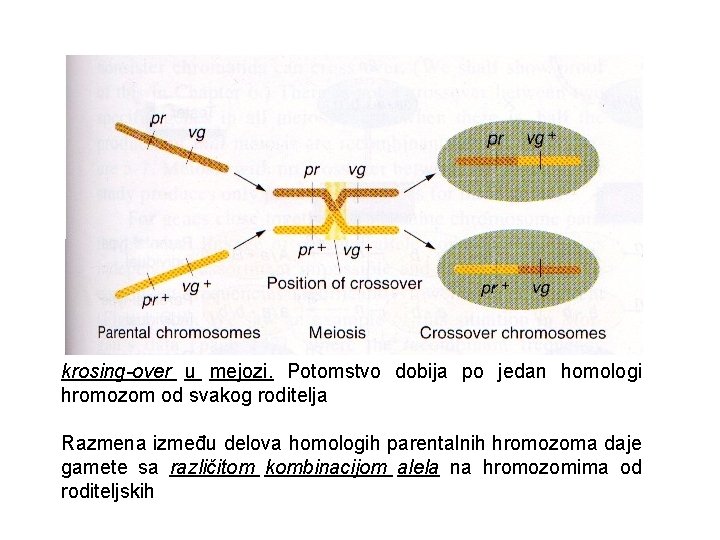 krosing-over u mejozi. Potomstvo dobija po jedan homologi hromozom od svakog roditelja Razmena između