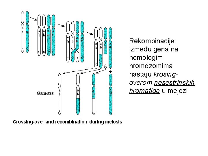 Rekombinacije između gena na homologim hromozomima nastaju krosingoverom nesestrinskih hromatida u mejozi 