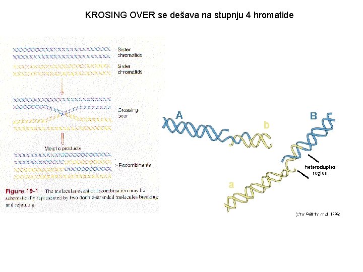 KROSING OVER se dešava na stupnju 4 hromatide 