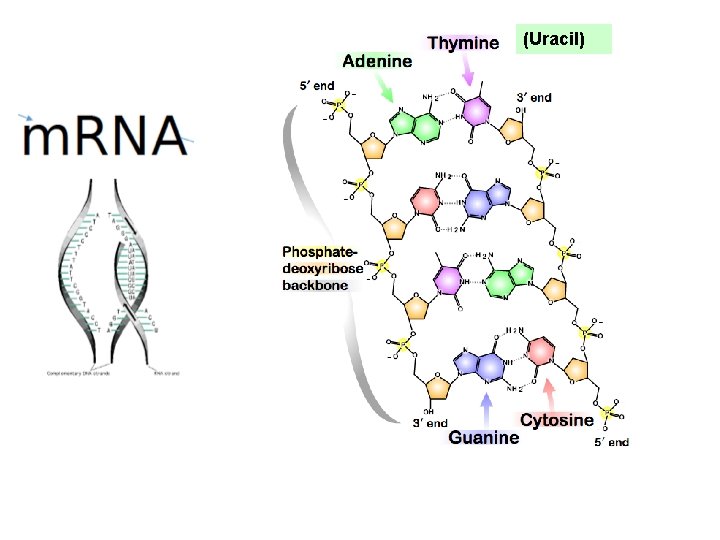 (Uracil) 