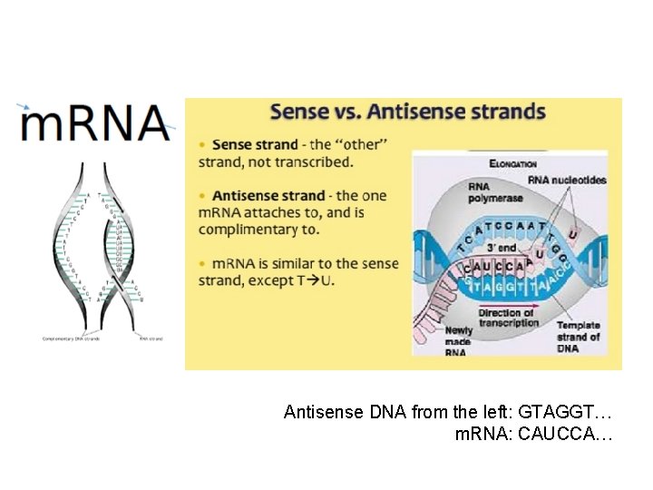 Antisense DNA from the left: GTAGGT… m. RNA: CAUCCA… 