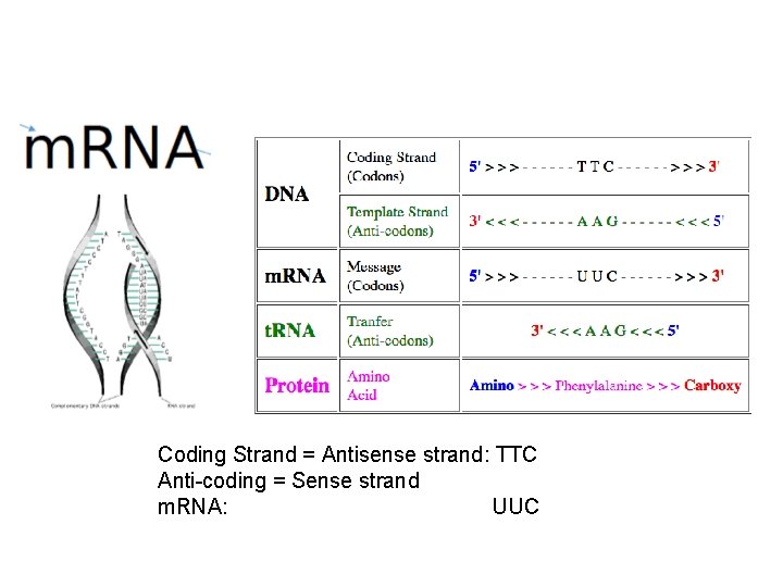 Coding Strand = Antisense strand: TTC Anti-coding = Sense strand m. RNA: UUC 