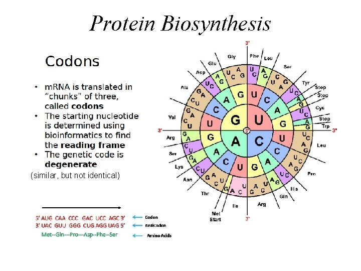 Protein Biosynthesis (similar, but not identical) 