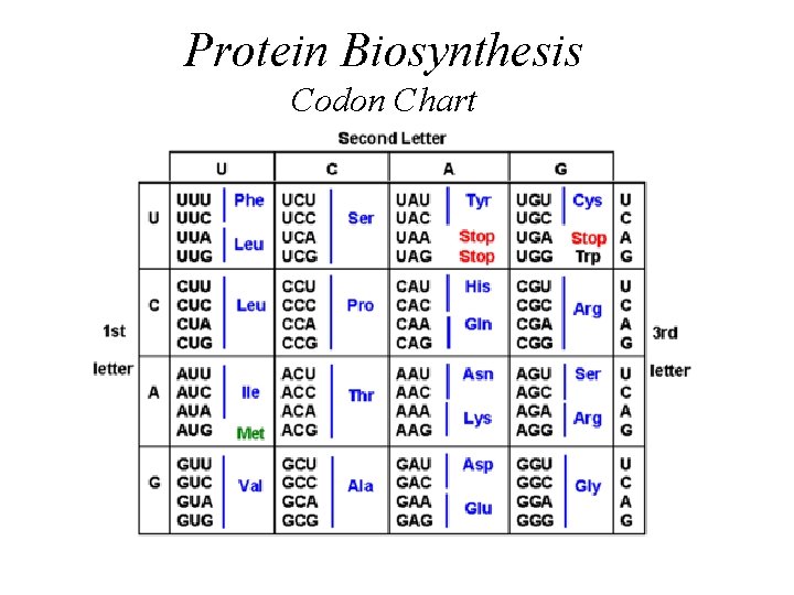 Protein Biosynthesis Codon Chart 