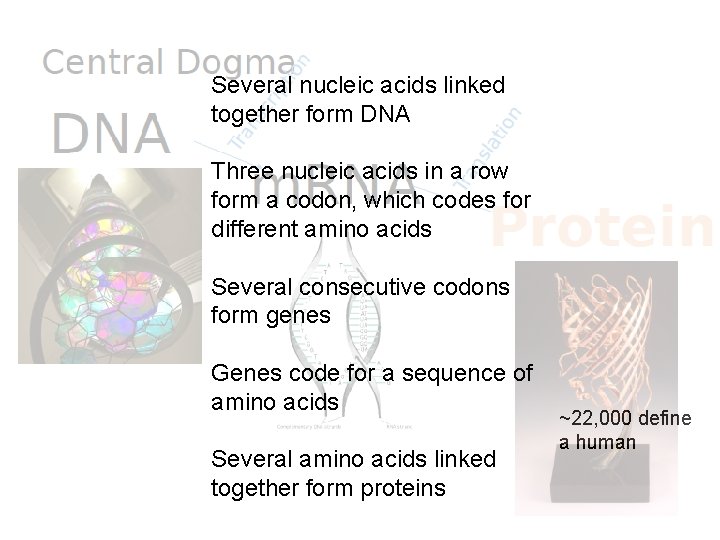 Several nucleic acids linked together form DNA Three nucleic acids in a row form