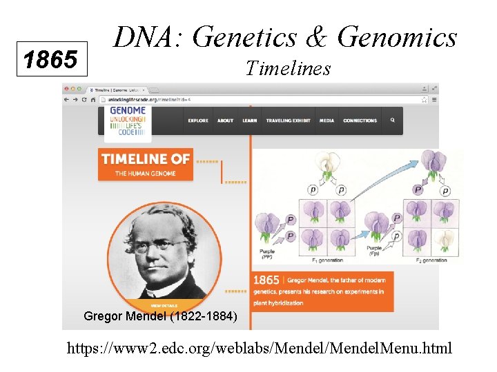 1865 DNA: Genetics & Genomics Timelines Gregor Mendel (1822 -1884) https: //www 2. edc.