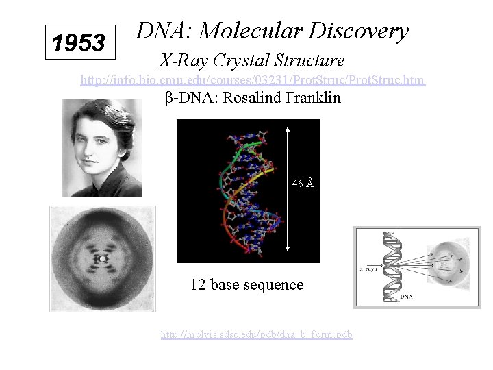 1953 DNA: Molecular Discovery X-Ray Crystal Structure http: //info. bio. cmu. edu/courses/03231/Prot. Struc. htm