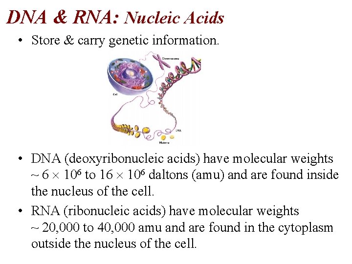 DNA & RNA: Nucleic Acids • Store & carry genetic information. • DNA (deoxyribonucleic