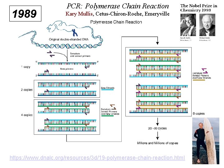 1989 PCR: Polymerase Chain Reaction Kary Mullis, Cetus-Chiron-Roche, Emeryville https: //www. dnalc. org/resources/3 d/19