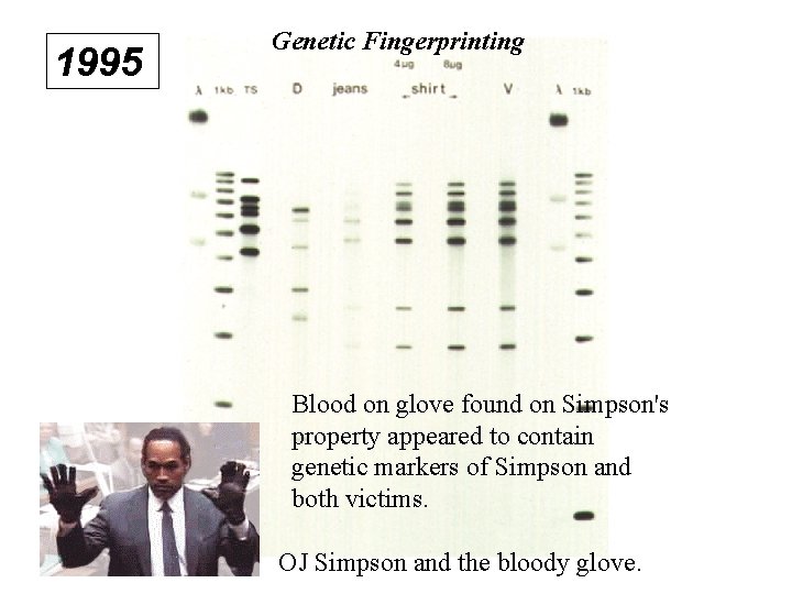 1995 Genetic Fingerprinting Blood on glove found on Simpson's property appeared to contain genetic