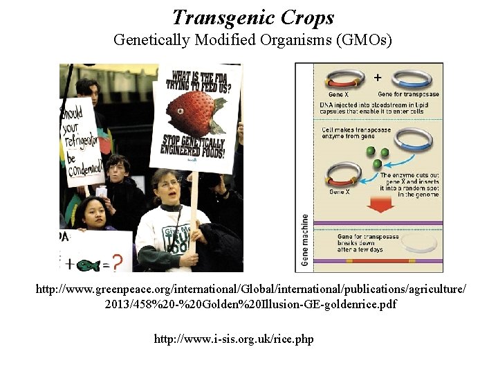 Transgenic Crops Genetically Modified Organisms (GMOs) http: //www. greenpeace. org/international/Global/international/publications/agriculture/ 2013/458%20 -%20 Golden%20 Illusion-GE-goldenrice.