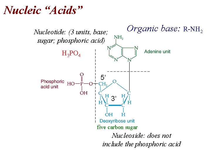 Nucleic “Acids” Organic base: R-NH 2 Nucleotide: (3 units, base; sugar; phosphoric acid) H