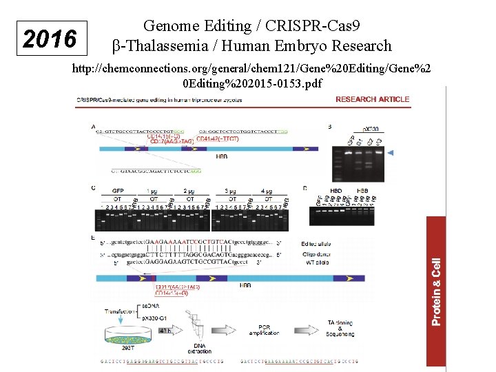 2016 Genome Editing / CRISPR-Cas 9 β-Thalassemia / Human Embryo Research http: //chemconnections. org/general/chem