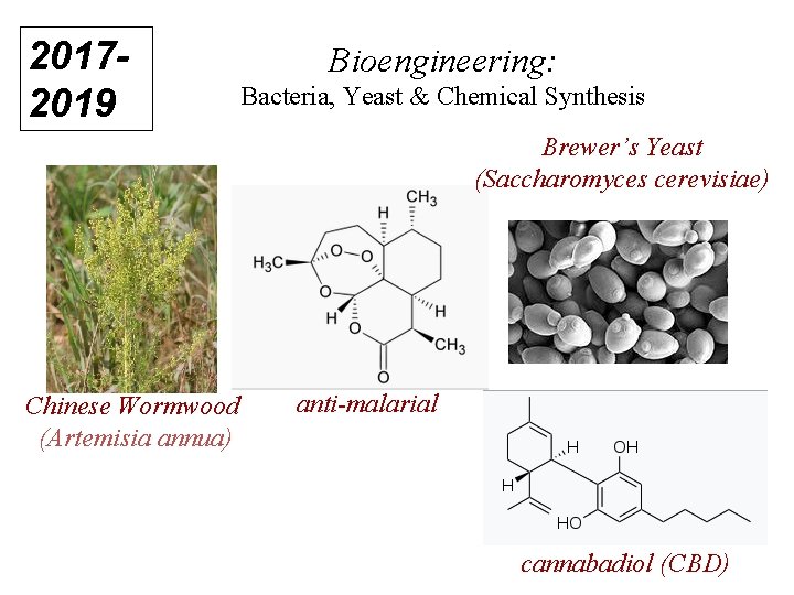20172019 Bioengineering: Bacteria, Yeast & Chemical Synthesis Brewer’s Yeast (Saccharomyces cerevisiae) Chinese Wormwood (Artemisia