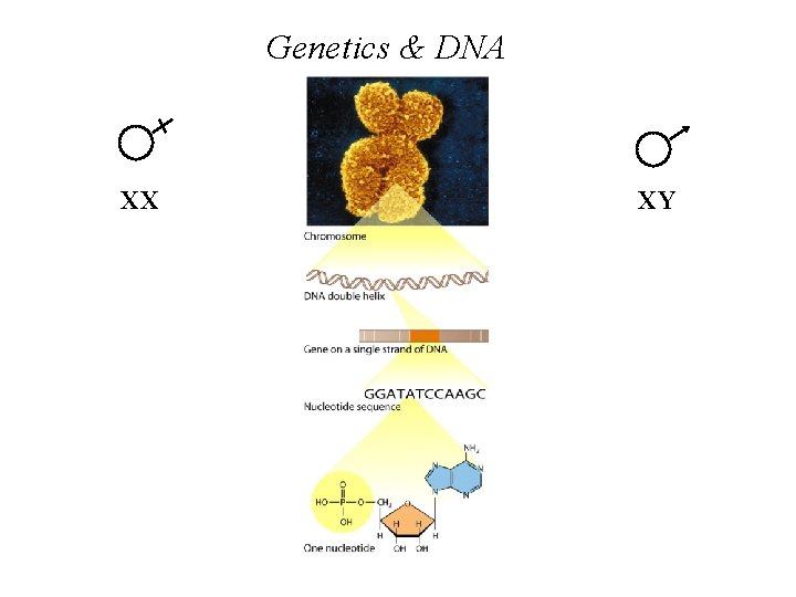 Genetics & DNA XX XY 
