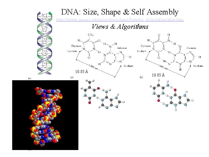 DNA: Size, Shape & Self Assembly http: //www. umass. edu/microbio/chime/beta/pe_alpha/atlas. htm Views & Algorithms