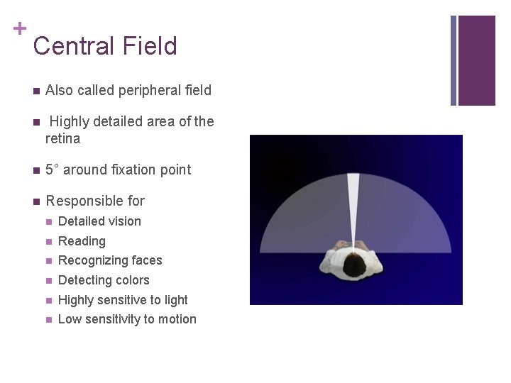 + Central Field Also called peripheral field Highly detailed area of the retina 5°