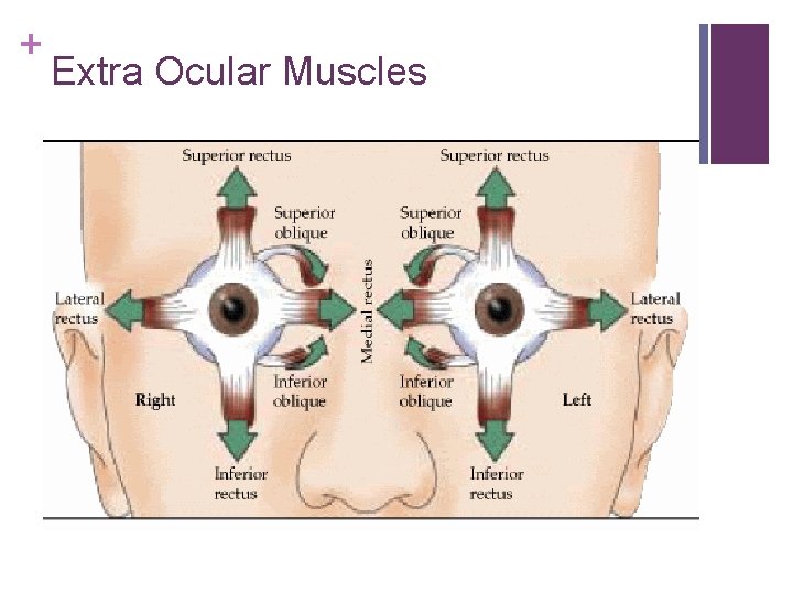 + Extra Ocular Muscles 