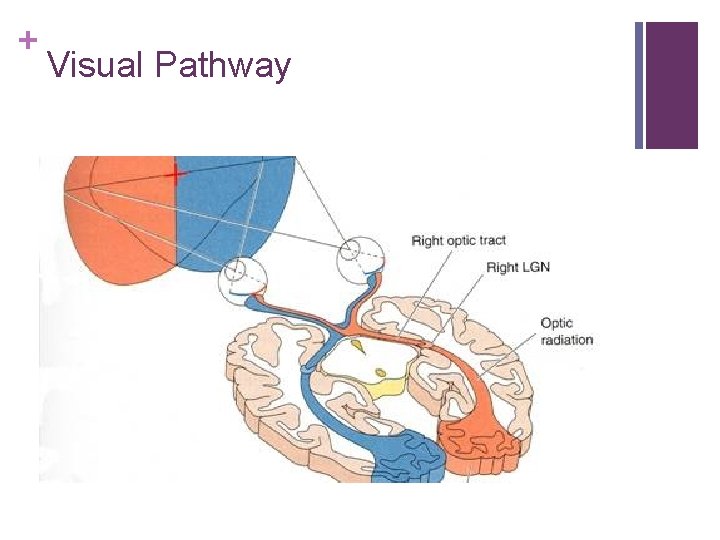 + Visual Pathway 