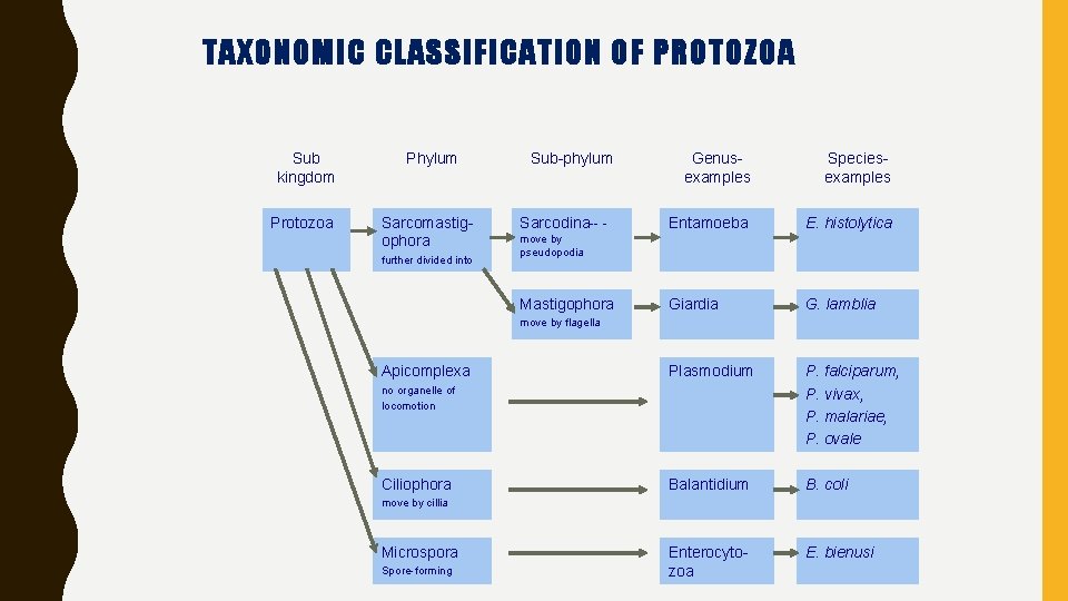 TAXONOMIC CLASSIFICATION OF PROTOZOA Sub kingdom Protozoa Phylum Sarcomastigophora further divided into Sub-phylum Genus-