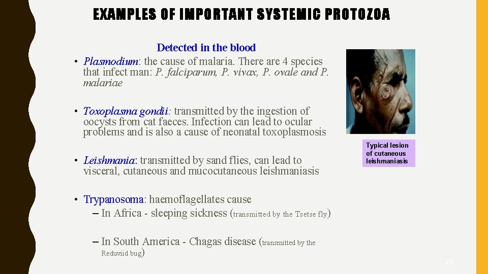 EXAMPLES OF IMPORTANT SYSTEMIC PROTOZOA Detected in the blood • Plasmodium: the cause of