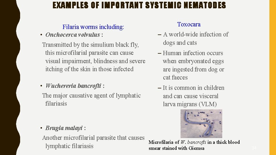 EXAMPLES OF IMPORTANT SYSTEMIC NEMATODES Filaria worms including: • Onchocerca volvulus : Transmitted by