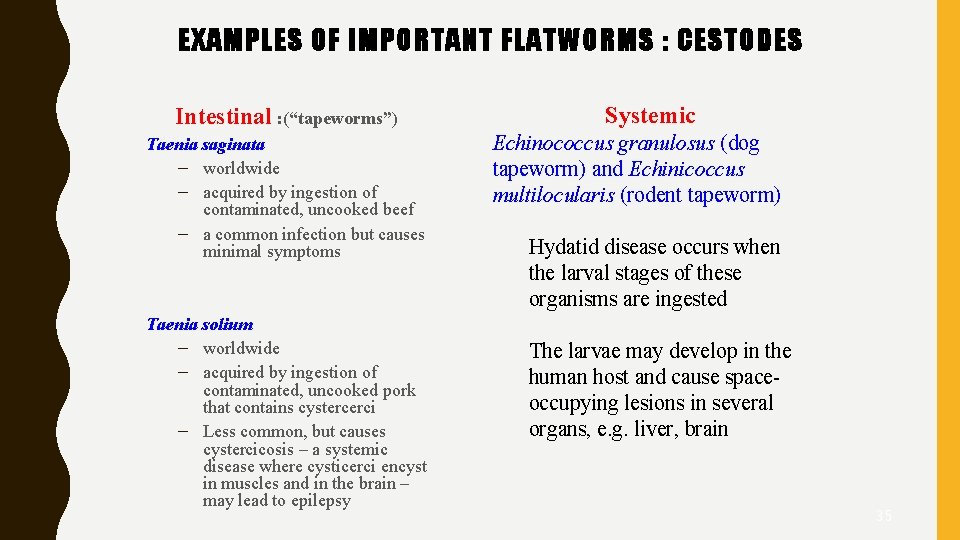 EXAMPLES OF IMPORTANT FLATWORMS : CESTODES Intestinal : (“tapeworms”) Taenia saginata – worldwide –