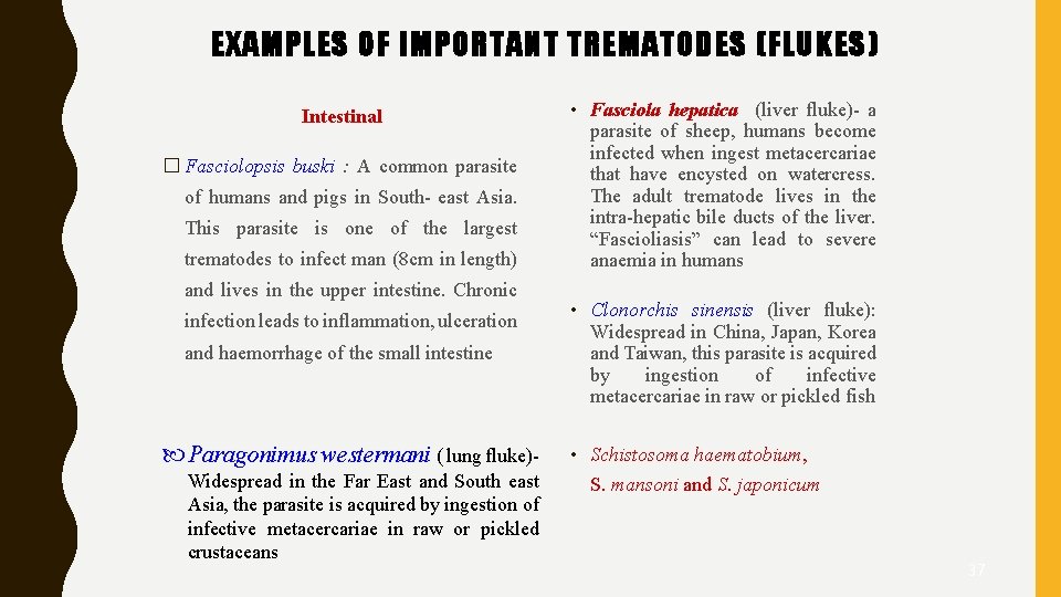 EXAMPLES OF IMPORTANT TREMATODES (FLUKES) Intestinal � Fasciolopsis buski : A common parasite of