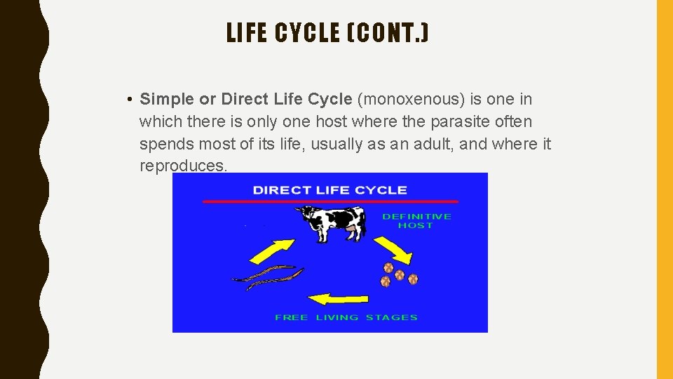 LIFE CYCLE (CONT. ) • Simple or Direct Life Cycle (monoxenous) is one in