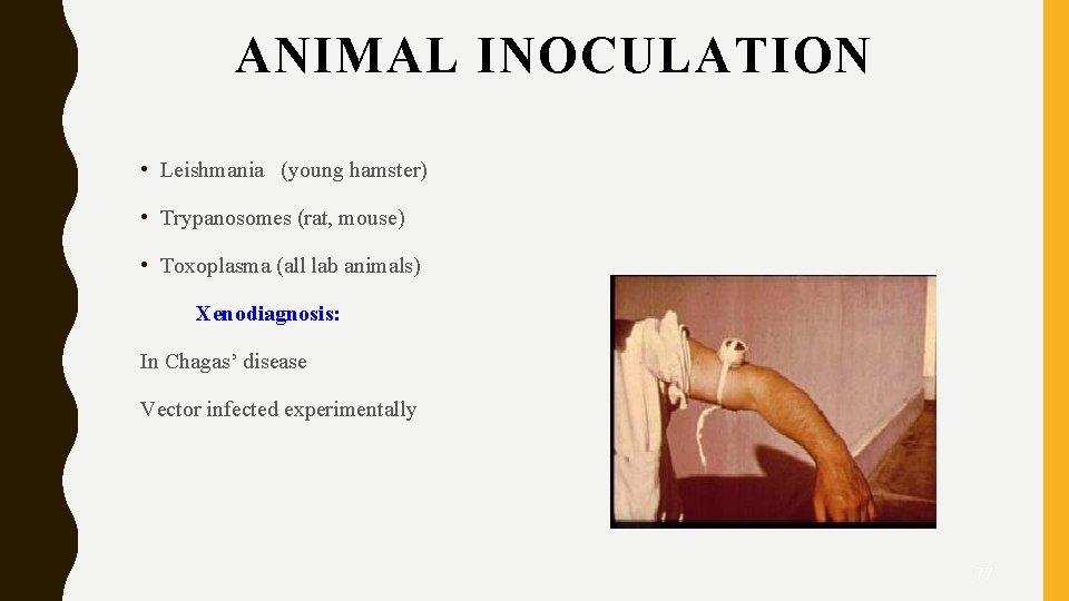 ANIMAL INOCULATION • Leishmania (young hamster) • Trypanosomes (rat, mouse) • Toxoplasma (all lab