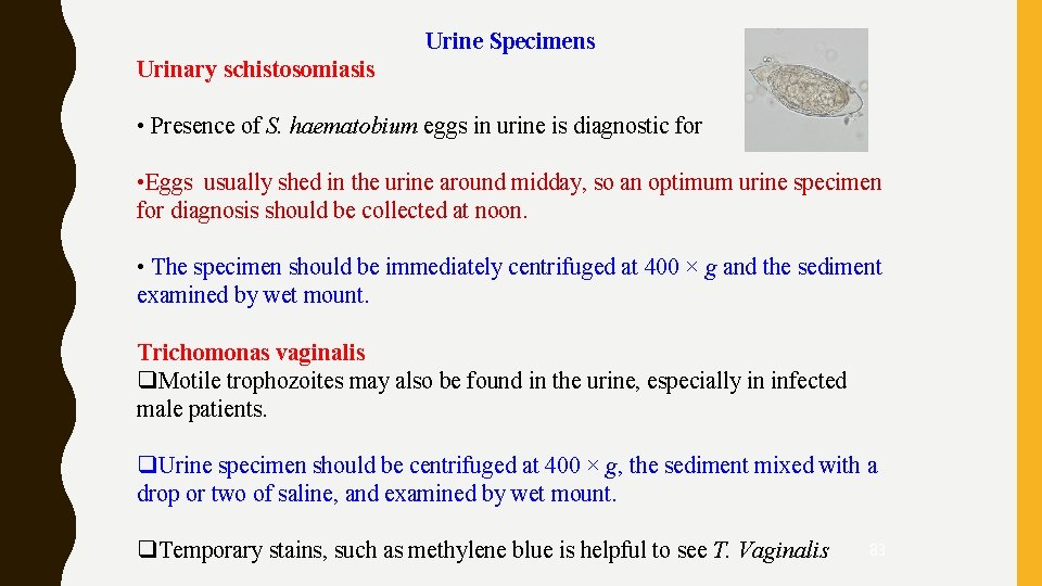 Urine Specimens Urinary schistosomiasis • Presence of S. haematobium eggs in urine is diagnostic