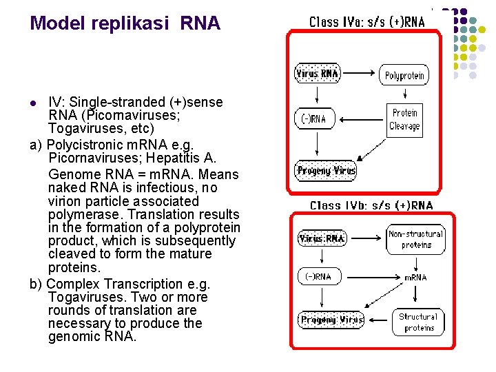 Model replikasi RNA IV: Single-stranded (+)sense RNA (Picornaviruses; Togaviruses, etc) a) Polycistronic m. RNA