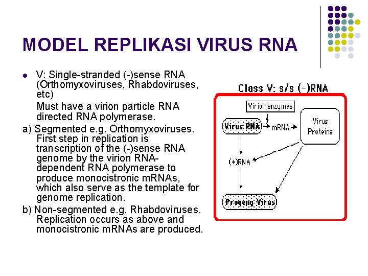 MODEL REPLIKASI VIRUS RNA V: Single-stranded (-)sense RNA (Orthomyxoviruses, Rhabdoviruses, etc) Must have a