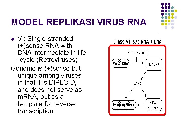 MODEL REPLIKASI VIRUS RNA VI: Single-stranded (+)sense RNA with DNA intermediate in life -cycle