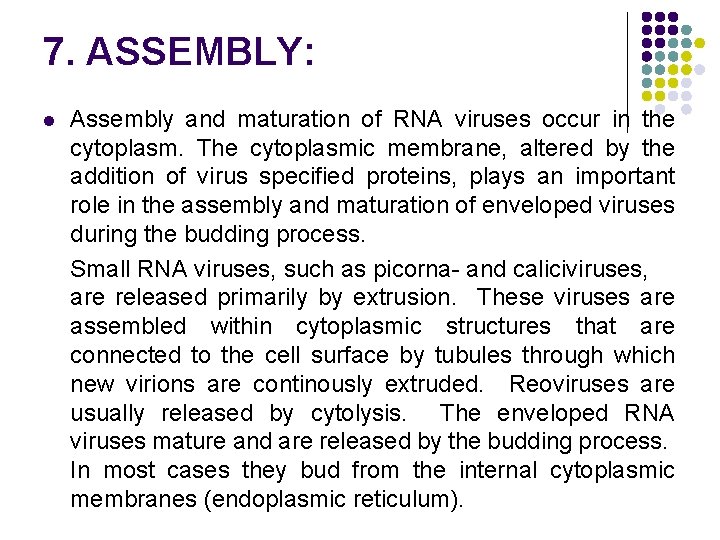 7. ASSEMBLY: l Assembly and maturation of RNA viruses occur in the cytoplasm. The