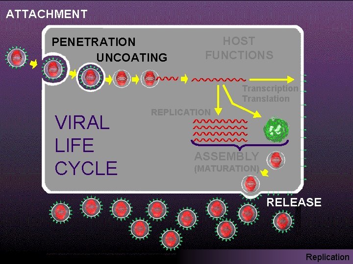 ATTACHMENT PENETRATION UNCOATING HOST FUNCTIONS Transcription Translation VIRAL LIFE CYCLE REPLICATION ASSEMBLY (MATURATION) RELEASE