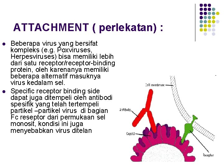 ATTACHMENT ( perlekatan) : l l Beberapa virus yang bersifat kompleks (e. g. Poxviruses,