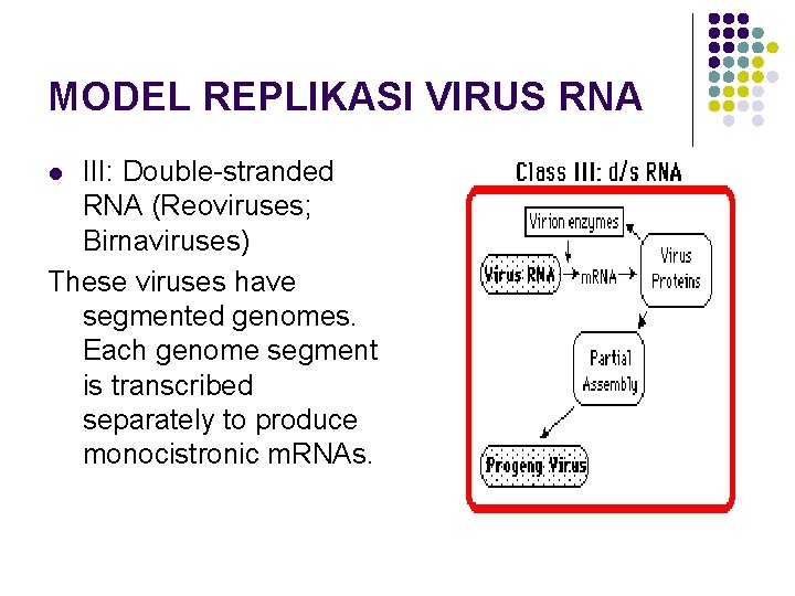 MODEL REPLIKASI VIRUS RNA III: Double-stranded RNA (Reoviruses; Birnaviruses) These viruses have segmented genomes.