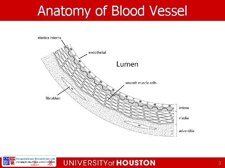Anatomy of Blood Vessel 3 