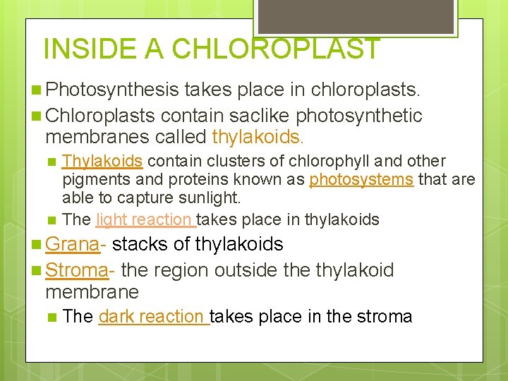 INSIDE A CHLOROPLAST n Photosynthesis takes place in chloroplasts. n Chloroplasts contain saclike photosynthetic