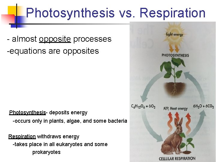 Photosynthesis vs. Respiration - almost opposite processes -equations are opposites Photosynthesis- deposits energy -occurs