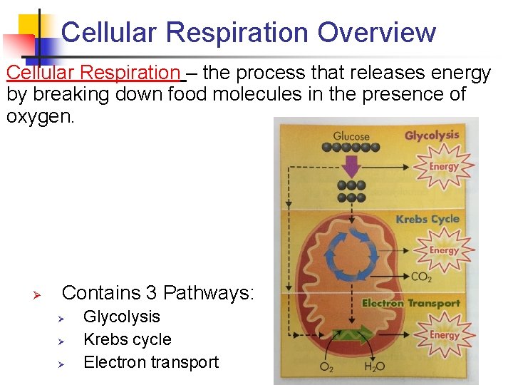 Cellular Respiration Overview Cellular Respiration – the process that releases energy by breaking down