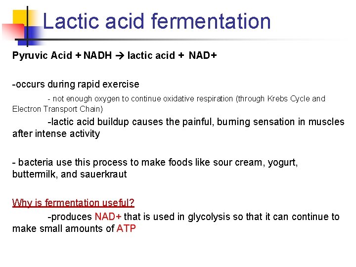 Lactic acid fermentation Pyruvic Acid + NADH lactic acid + NAD+ -occurs during rapid