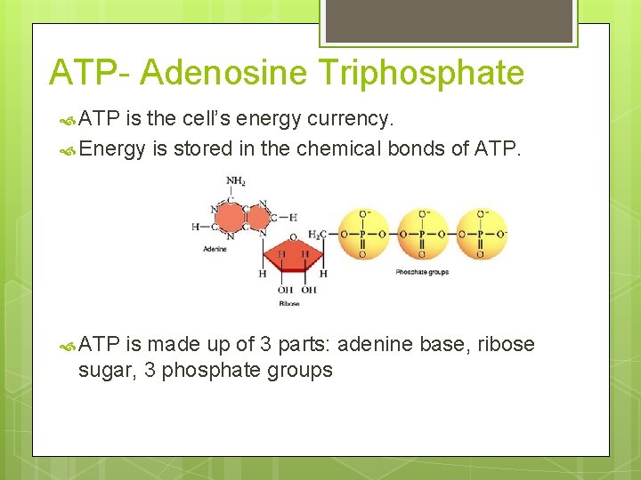 ATP- Adenosine Triphosphate ATP is the cell’s energy currency. Energy is stored in the