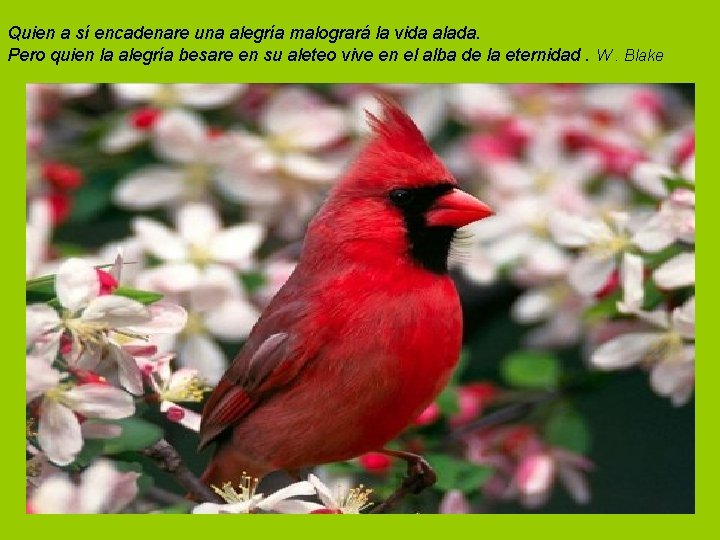 Quien a sí encadenare una alegría malogrará la vida alada. Pero quien la alegría