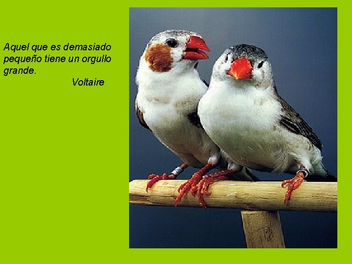 Aquel que es demasiado pequeño tiene un orgullo grande. Voltaire 