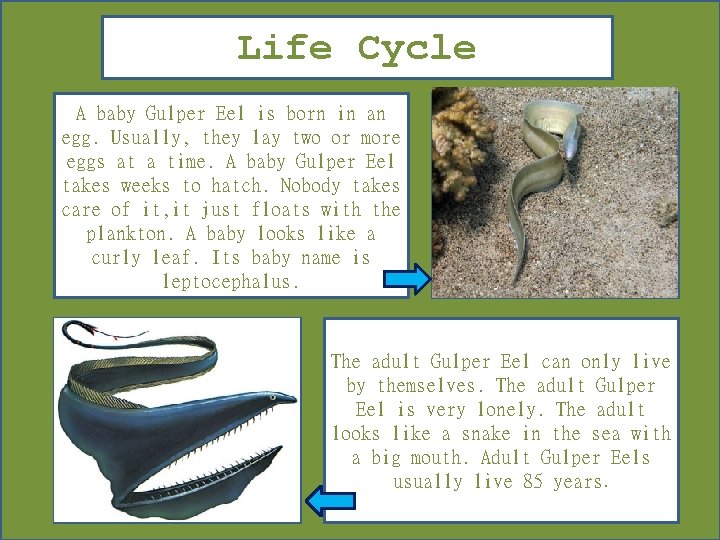 Life Cycle A baby Gulper Eel is born in an egg. Usually, they lay