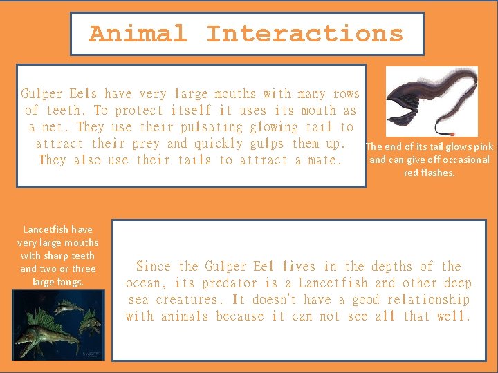 Animal Interactions Gulper Eels have very large mouths with many rows of teeth. To