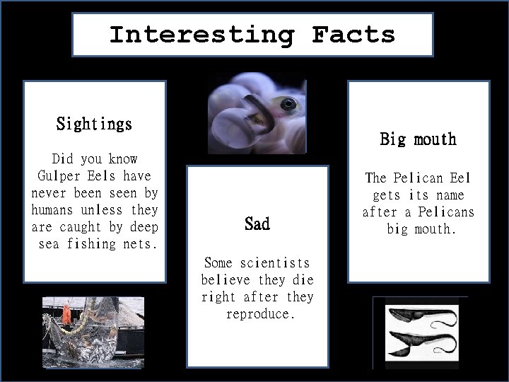 Interesting Facts Sightings Did you know Gulper Eels have never been seen by humans