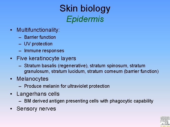 Skin biology Epidermis • Multifunctionality: – Barrier function – UV protection – Immune responses